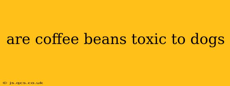 are coffee beans toxic to dogs
