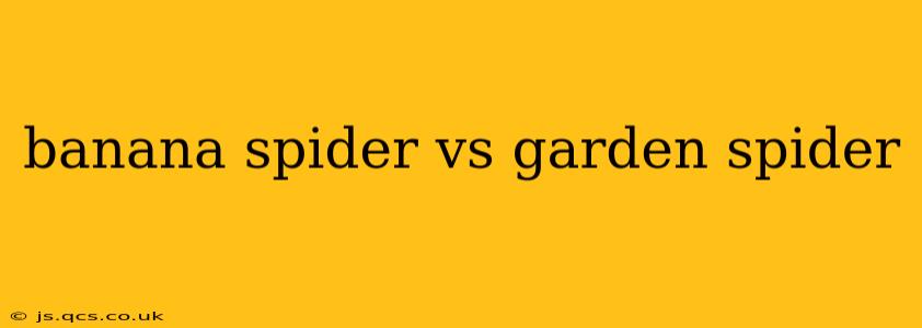 banana spider vs garden spider