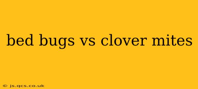 bed bugs vs clover mites