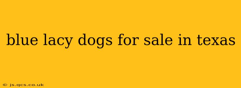 blue lacy dogs for sale in texas