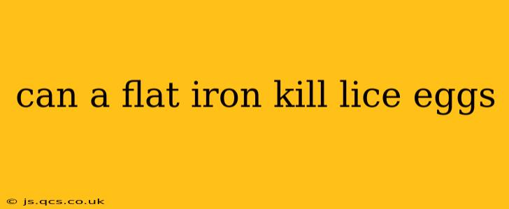 can a flat iron kill lice eggs