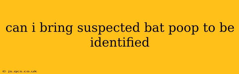 can i bring suspected bat poop to be identified