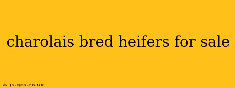 charolais bred heifers for sale