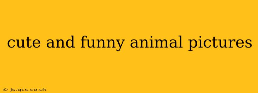 cute and funny animal pictures