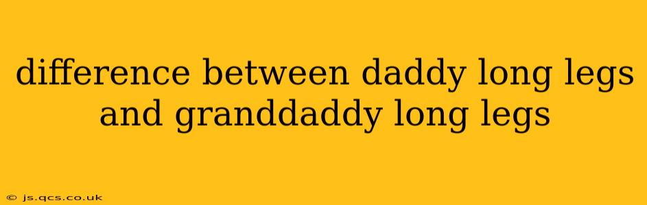 difference between daddy long legs and granddaddy long legs