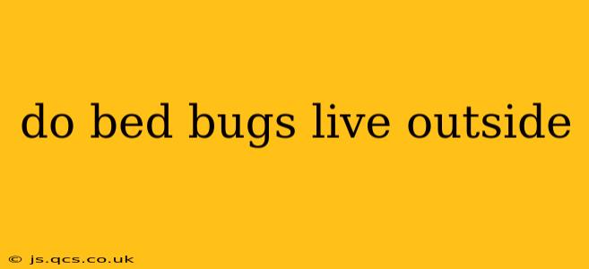 do bed bugs live outside