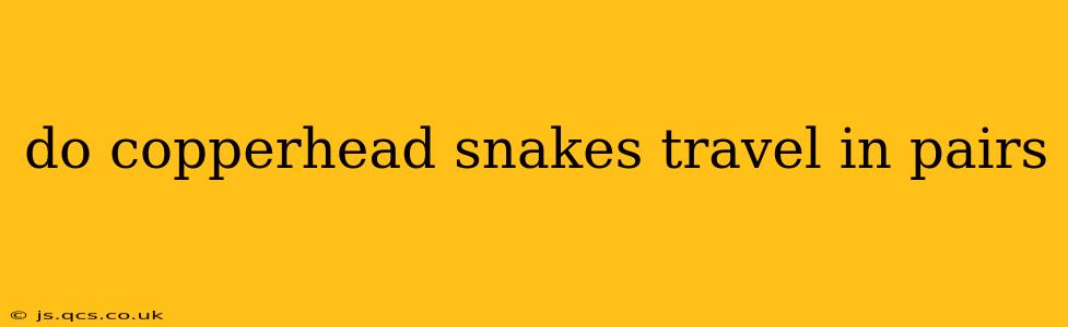 do copperhead snakes travel in pairs
