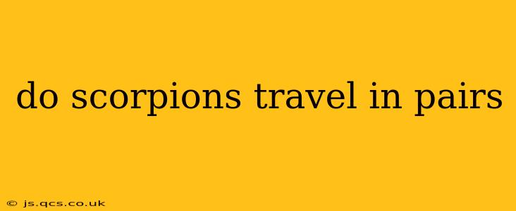 do scorpions travel in pairs