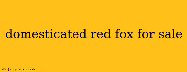 domesticated red fox for sale