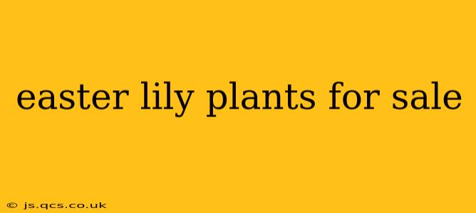 easter lily plants for sale
