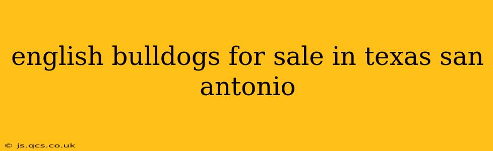 english bulldogs for sale in texas san antonio