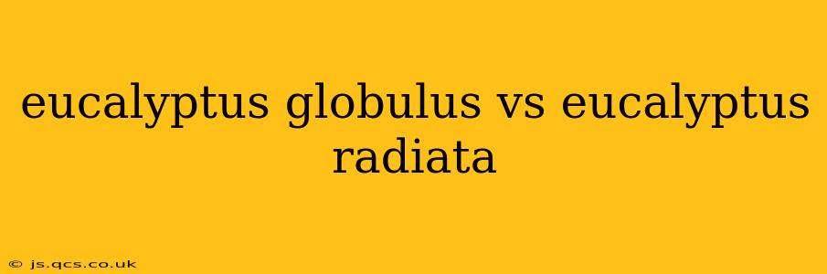 eucalyptus globulus vs eucalyptus radiata