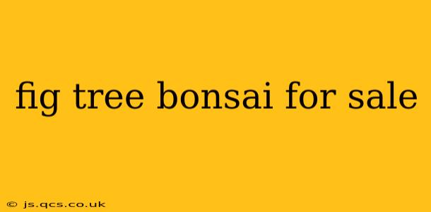 fig tree bonsai for sale