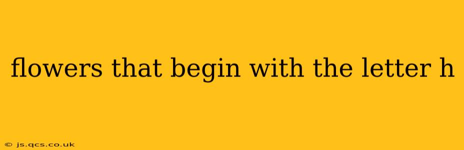 flowers that begin with the letter h