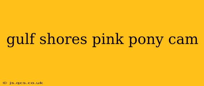 gulf shores pink pony cam