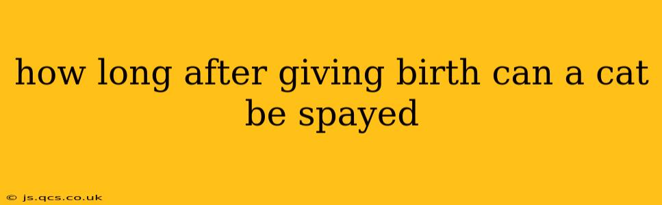 how long after giving birth can a cat be spayed