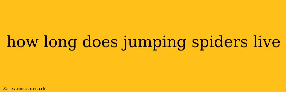 how long does jumping spiders live