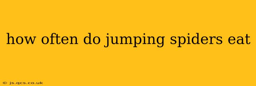 how often do jumping spiders eat