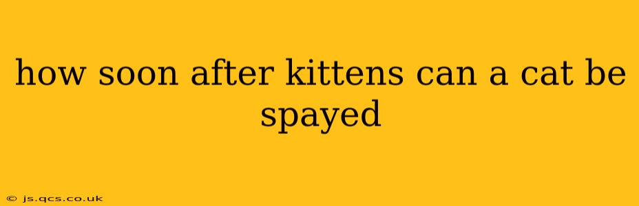 how soon after kittens can a cat be spayed