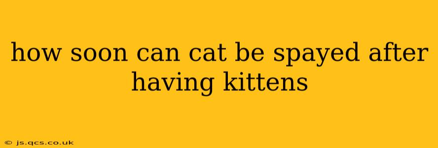 how soon can cat be spayed after having kittens