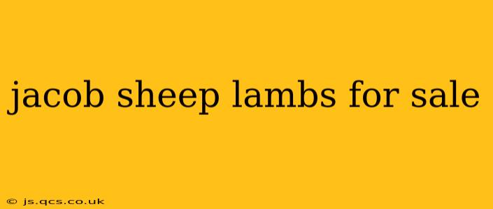 jacob sheep lambs for sale