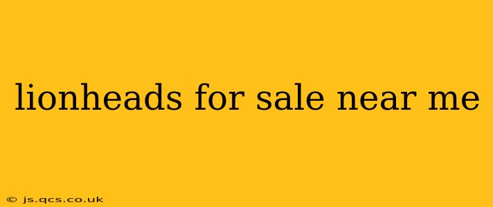 lionheads for sale near me