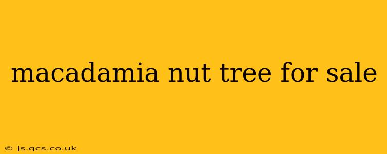 macadamia nut tree for sale