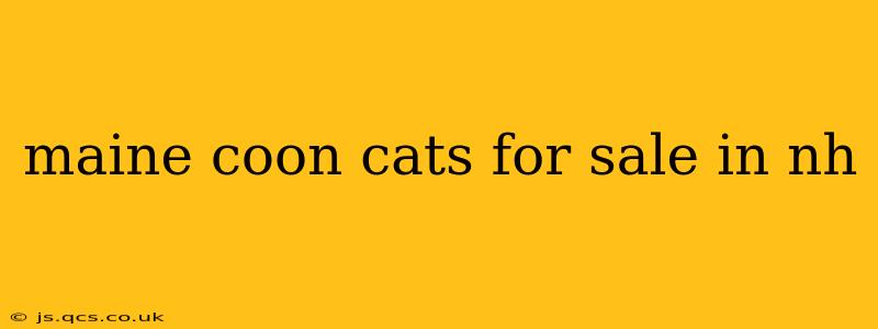 maine coon cats for sale in nh