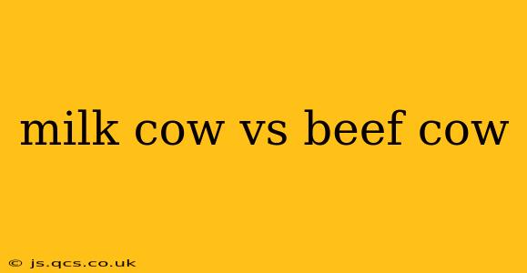 milk cow vs beef cow
