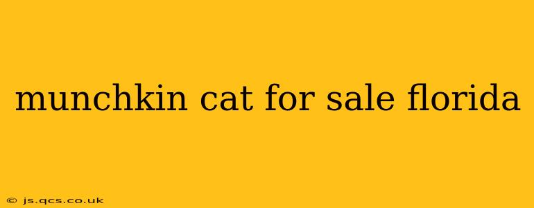 munchkin cat for sale florida