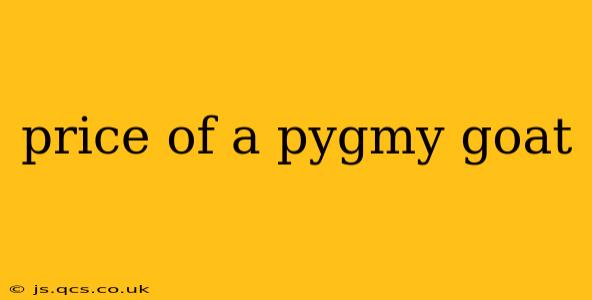 price of a pygmy goat