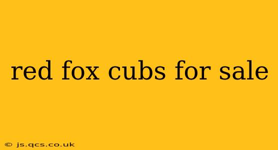 red fox cubs for sale