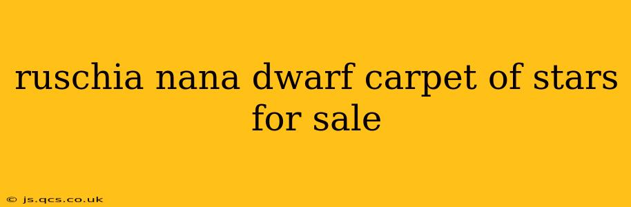 ruschia nana dwarf carpet of stars for sale