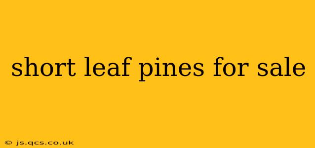 short leaf pines for sale