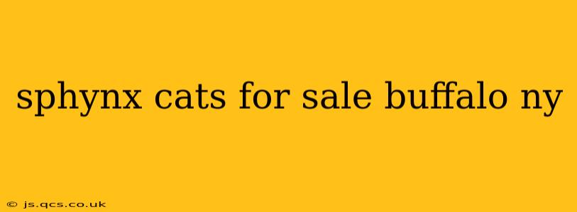 sphynx cats for sale buffalo ny
