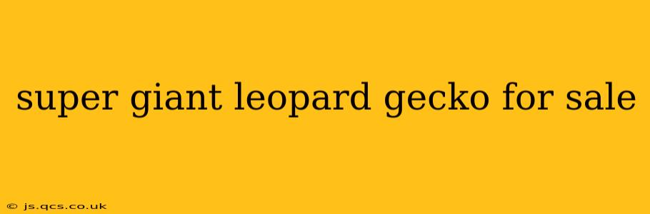 super giant leopard gecko for sale