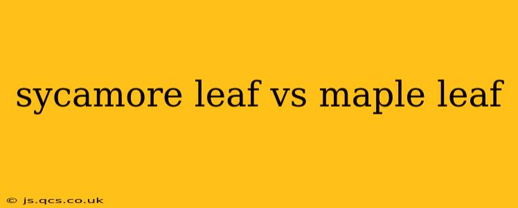 sycamore leaf vs maple leaf