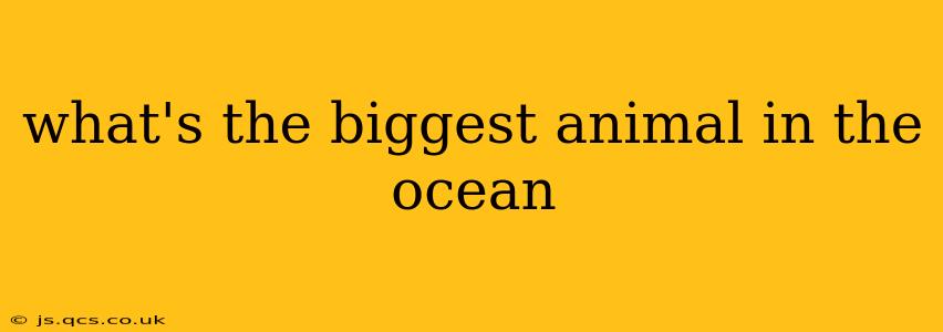 what's the biggest animal in the ocean
