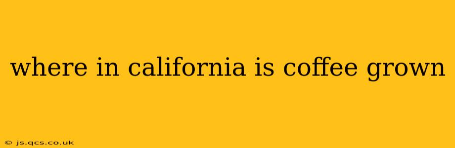where in california is coffee grown