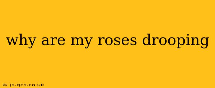 why are my roses drooping