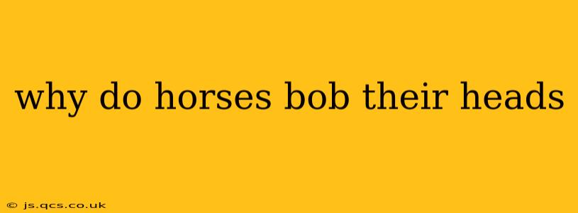 why do horses bob their heads