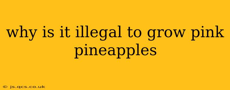why is it illegal to grow pink pineapples