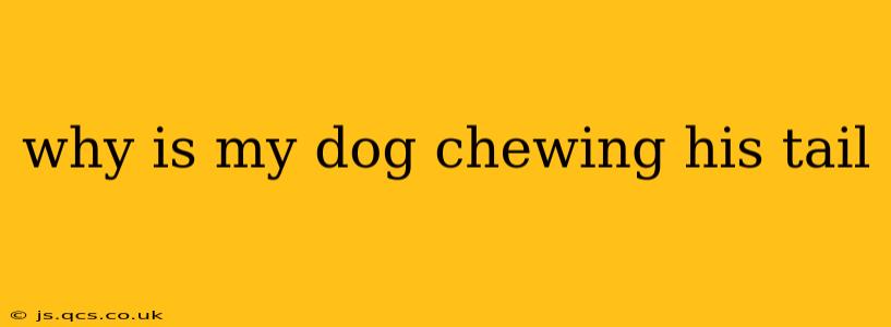 why is my dog chewing his tail