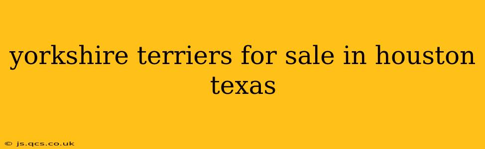 yorkshire terriers for sale in houston texas